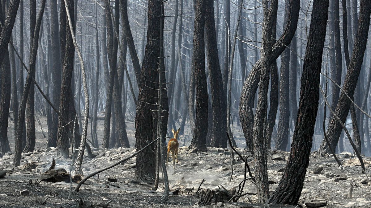 incendio-castrocontrigo-21082022.jpg