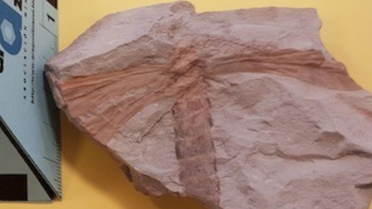 Parte del fósil encontrado del que se ofrecerá toda la información científica en su presentación.