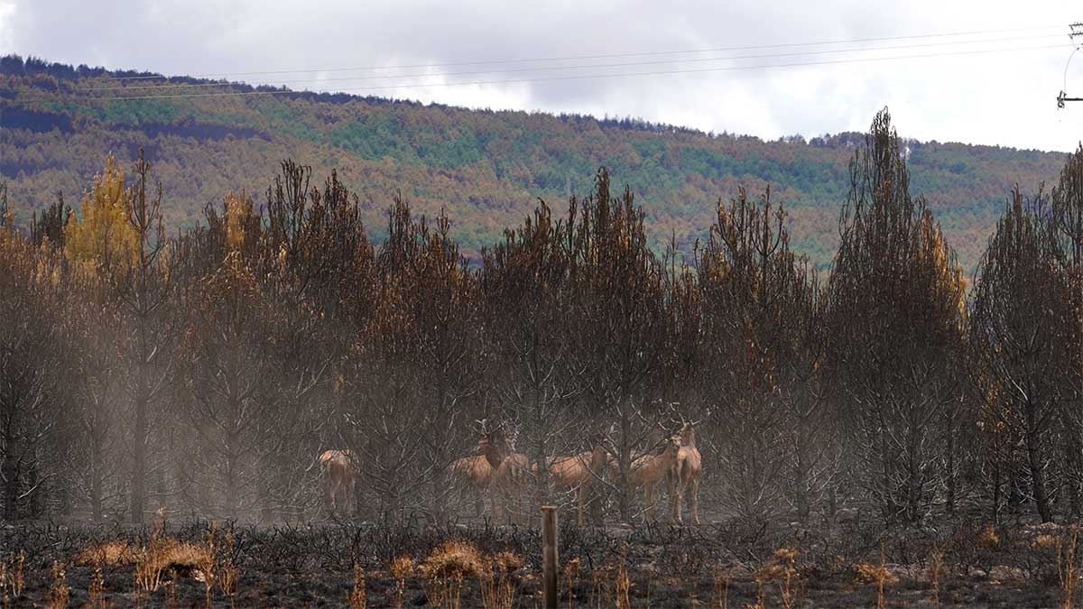 Un manada de ciervos tras el incendio de la Sierra de la Culebra. | ICAL