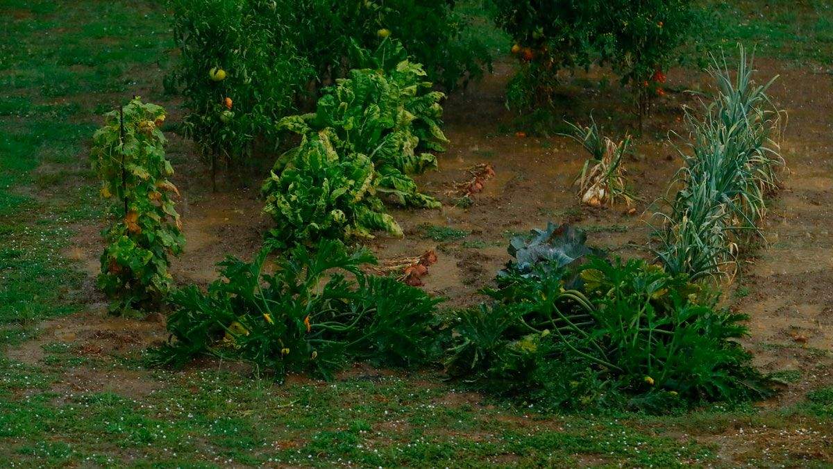 Preocupación por la granizada que, en la tarde del miércoles, también se presenció en la capital berciana. | L.N.C.