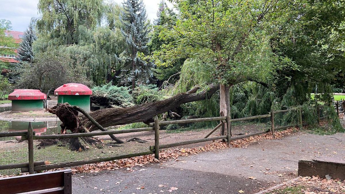 arbol-quevedo-tormenta-29082022.jpg