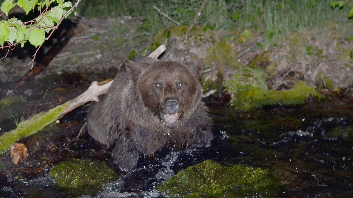 Los ataques de osos a los colmenares cada vez son más frecuentes por la búsqueda de comida de los plantígrados.