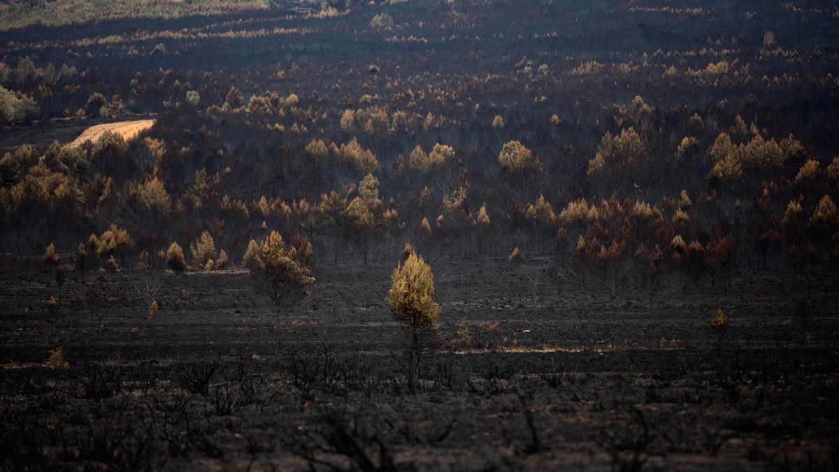 incendio-zamora-30082022.jpg