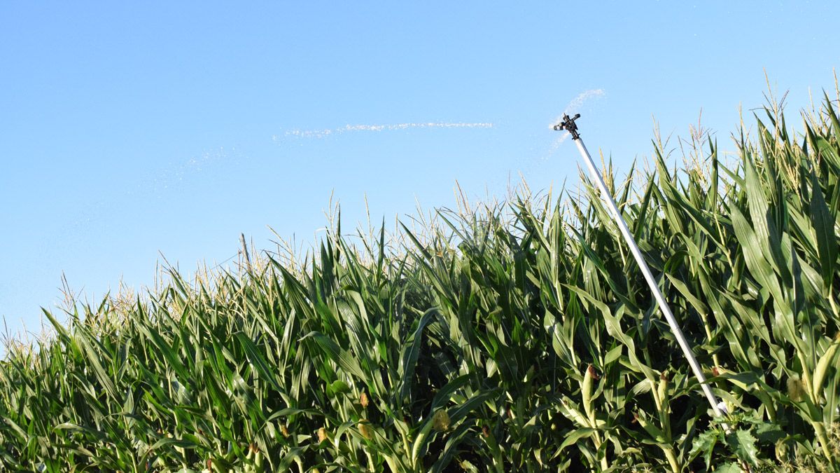 Plantación de maíces del Páramo leonés siendo regada. | A. RODRÍGUEZ