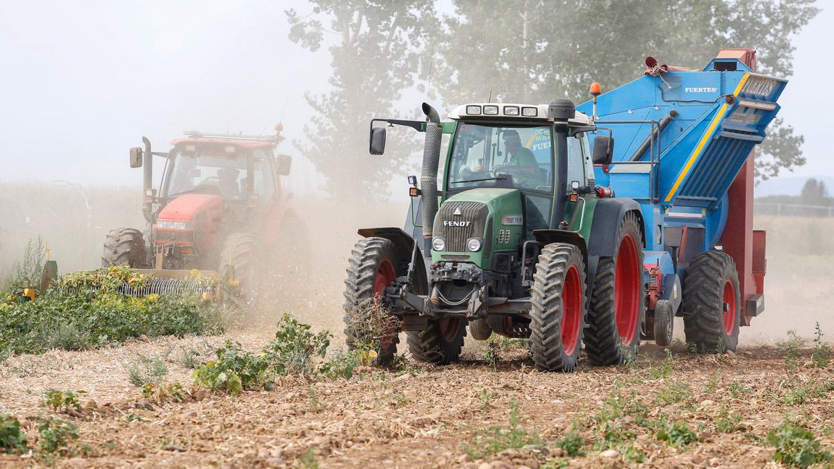 Foto de archivo de agricultores arrancando y trillando alubias durante una campaña pasada. | ICAL