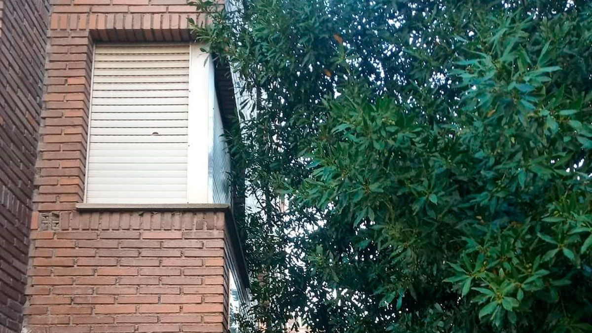 Las ramas llegan a las ventanas de uno de los pisos en la calle Miravalles.