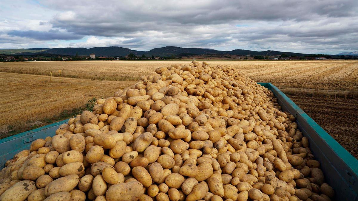 La patata ha comenzando a cotizar a un precio más alto que en 2021. | L.N.C. La patata ha comenzando a cotizar a un precio más alto que en 2021. | L.N.C.