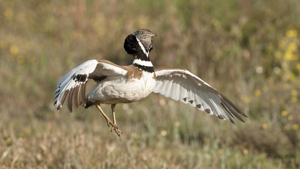 El nombre de sisón le viene del siseo tan característico que hace al batir las alas. | JAVIER VALLADARES