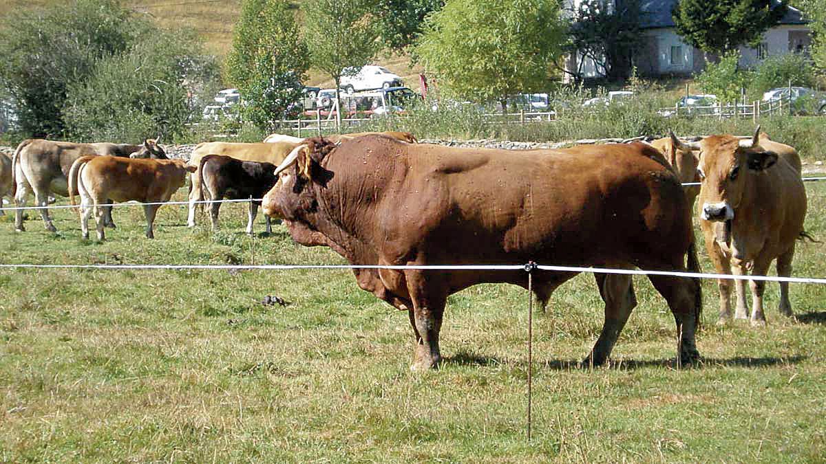 El paraje Los Campos abrirá la jornada con el recibimiento de los ejemplares para el concurso y exposición de ganado. | L.N.C.