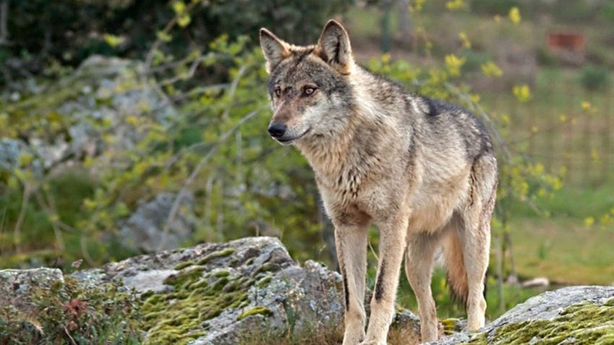 lobo-11092022.jpg