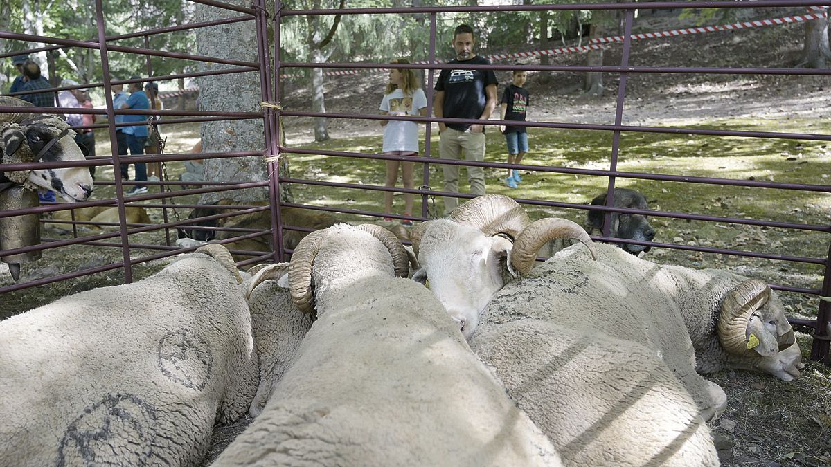 Los Barrios de Luna albergó durante este domingo la cuadragésimo quinta edición de su tradicional Fiesta del Pastor. | JESÚS F. SALVADORES