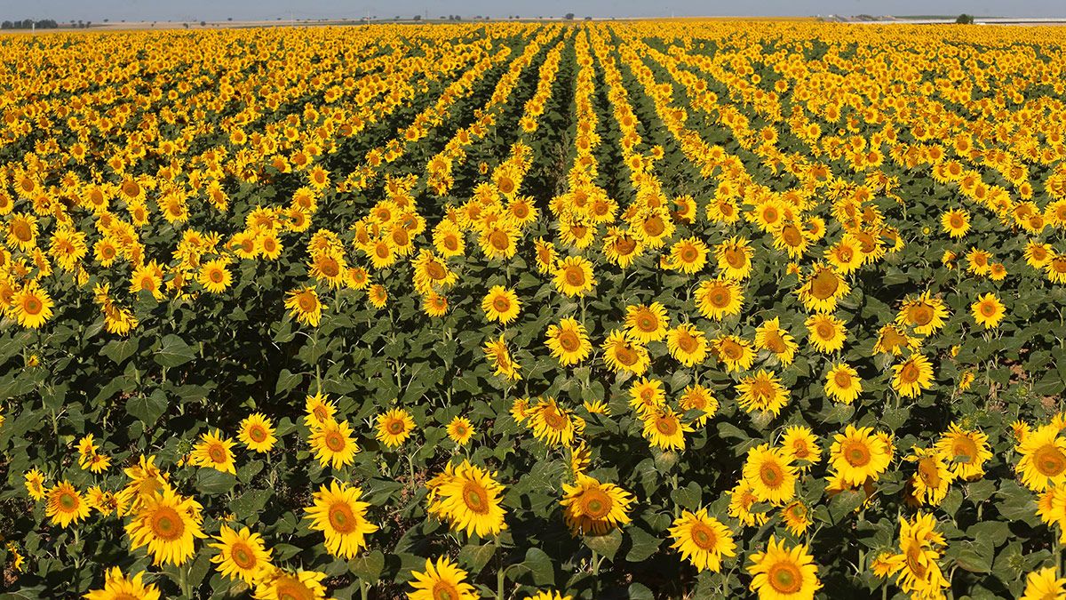 Imagen de archivo de una plantación de girasoles. | ICAL Imagen de archivo de una plantación de girasoles. | ICAL