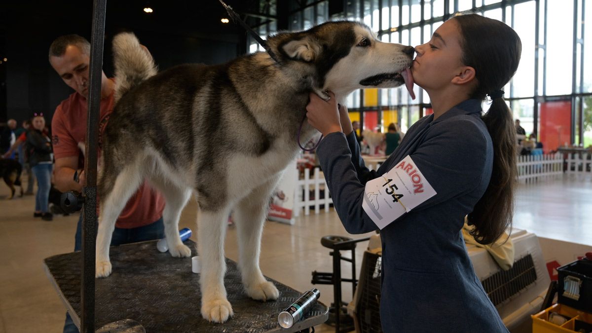 Uno de los perros participantes en la mesa de arreglo. | JESÚS F. SALVADORES Uno de los perros participantes en la mesa de arreglo. | JESÚS F. SALVADORES