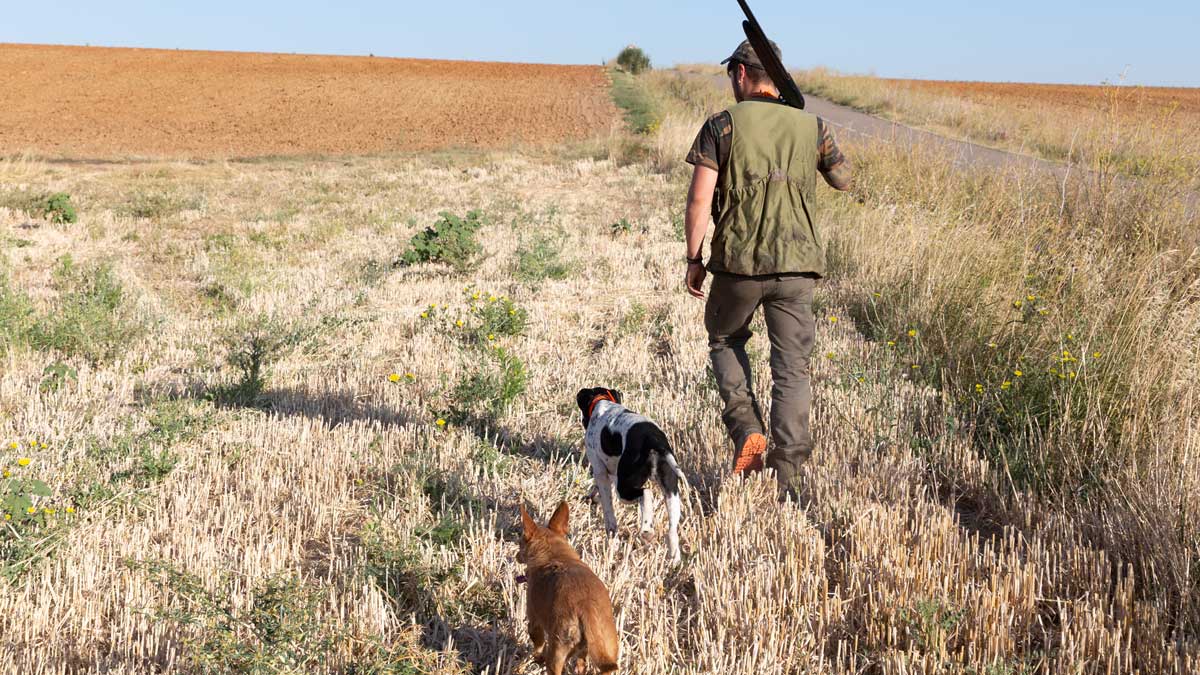 Un cazador junto a sus dos perros en el inicio de la media veda. | ICAL Un cazador junto a sus dos perros en el inicio de la media veda. | ICAL
