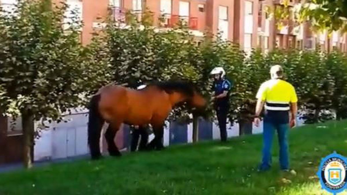 Recorte del vídeo del caballo suelto publicado por la Policía Municipal.