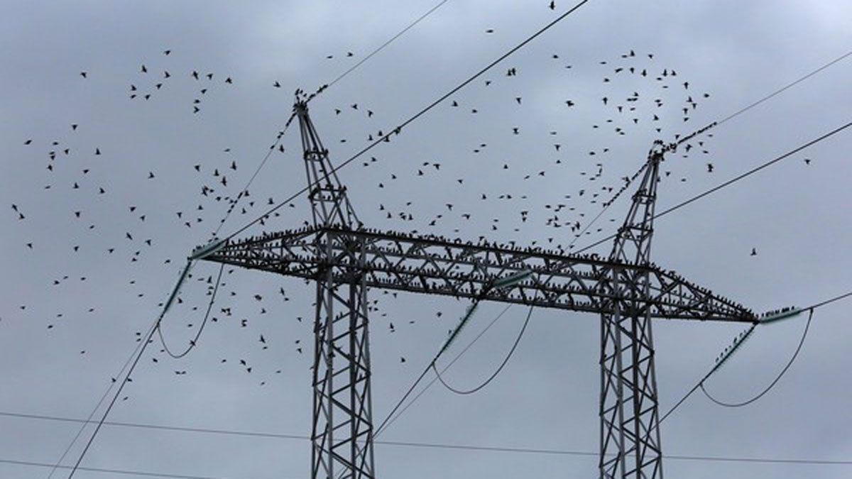 Cientos de estorninos se posan sobre una torre de electricidad | César Sánchez (Ical)