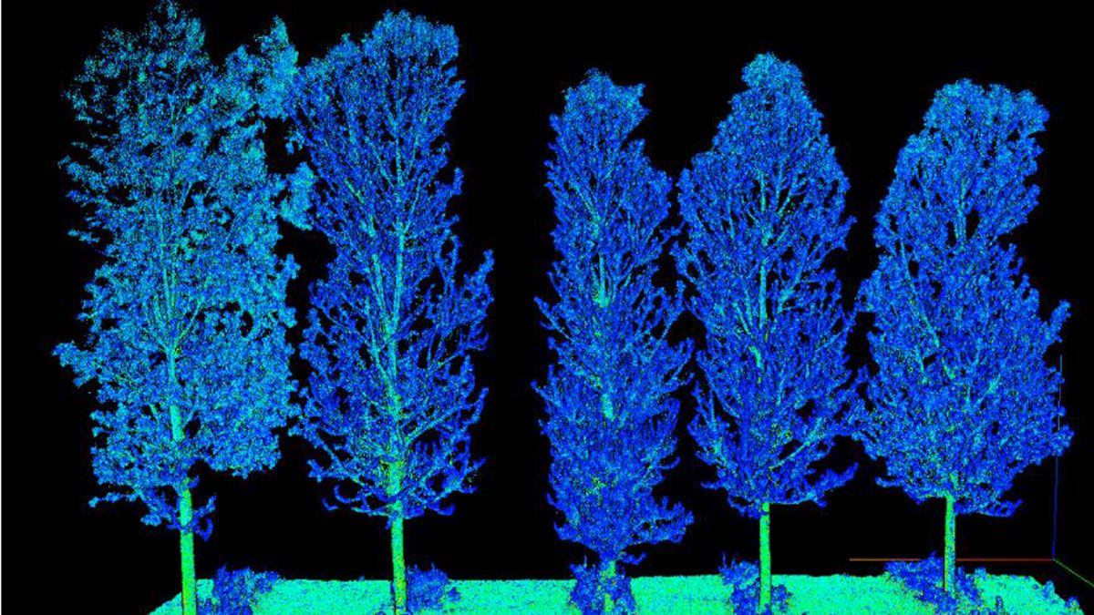 Reconstrucción en 3D de los árboles. | ULE