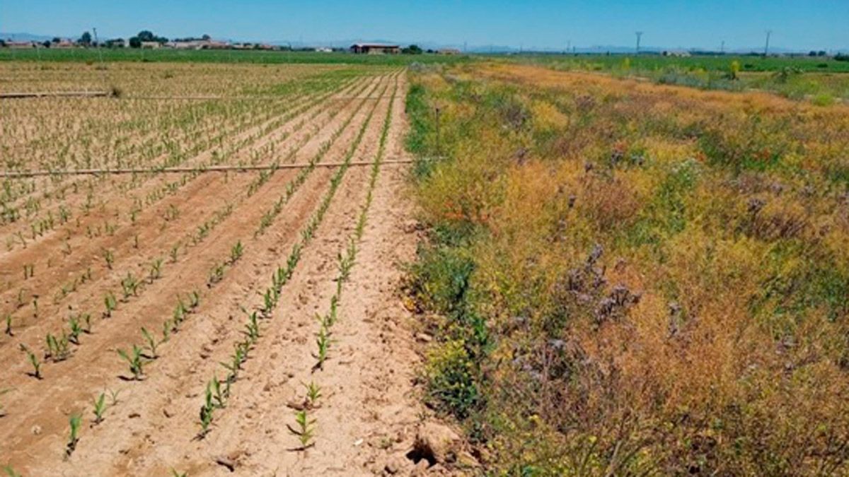 Especies florales sembradas e n Cabreros del Río para el estudio. | L.N.C.