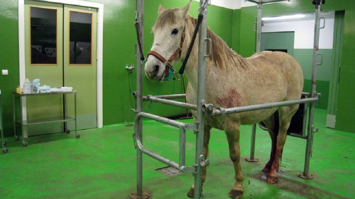Un caballo en el Hospital Veterinario en una imagen de archivo. | L.N.C. Un caballo en el Hospital Veterinario en una imagen de archivo. | L.N.C.