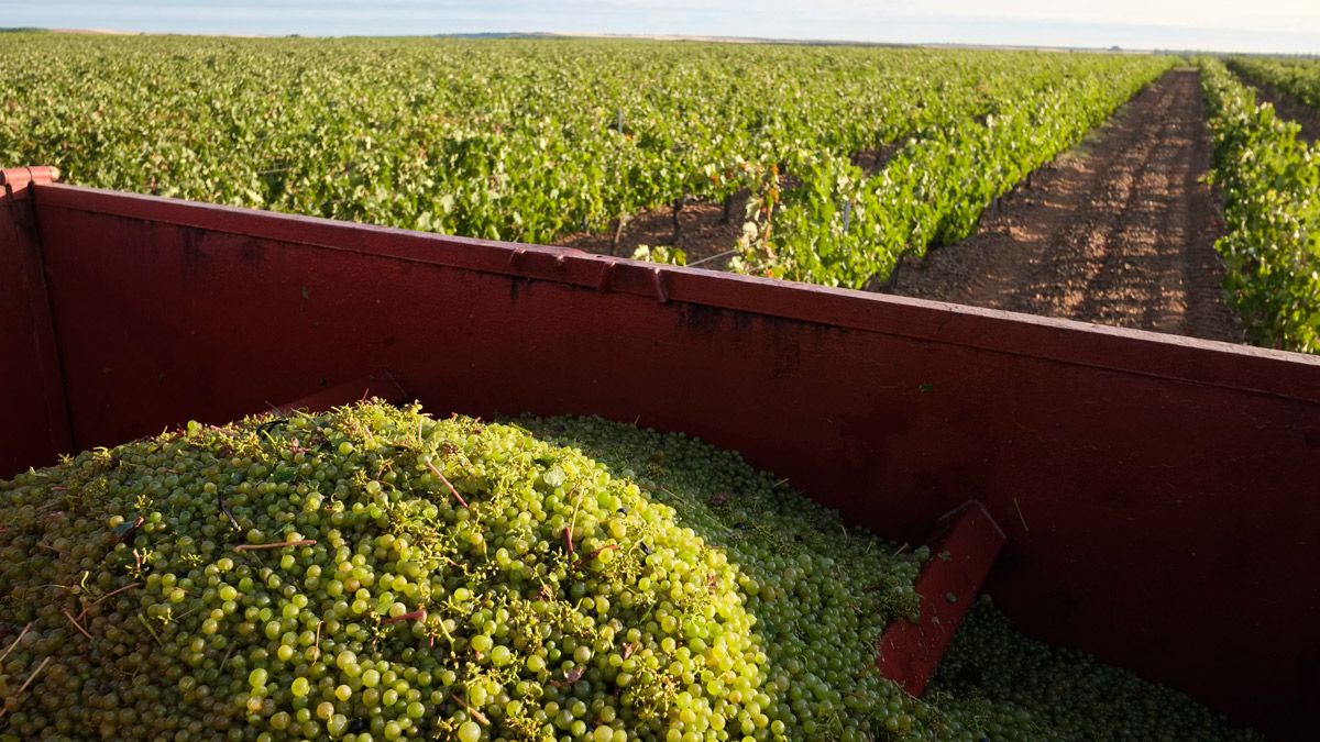 La uva albarín de la DO León ha batido su récord histórico de producción esta campaña. | MAURICIO PEÑA