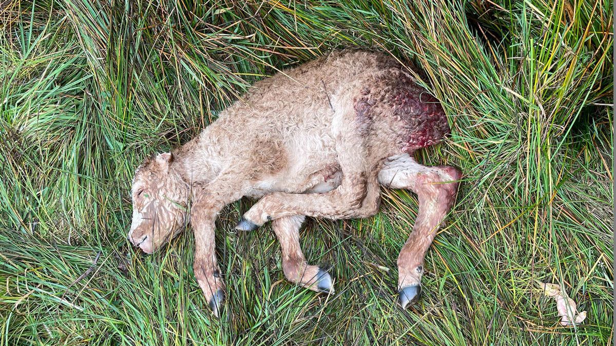 Oveja fallecida tras el ataque de un lobo. | @MIRANDO_A_BABIA Oveja fallecida tras el ataque de un lobo. | @MIRANDO_A_BABIA