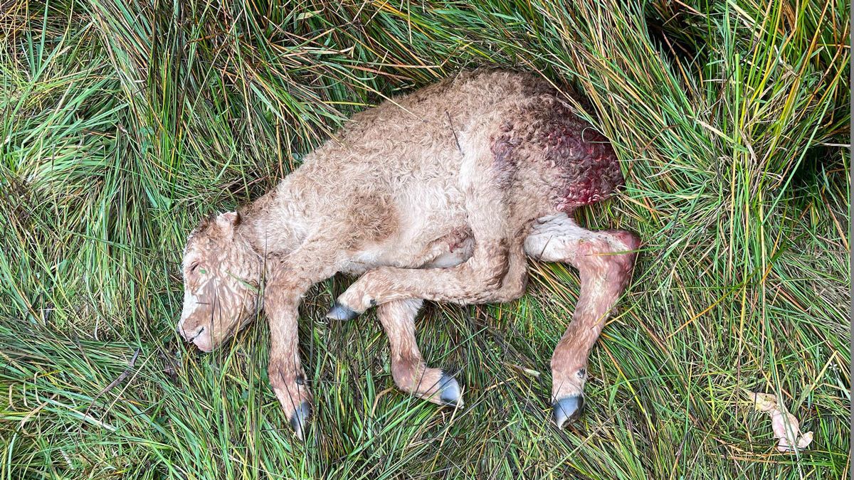 Oveja fallecida tras el ataque de un lobo. | @MIRANDO_A_BABIA