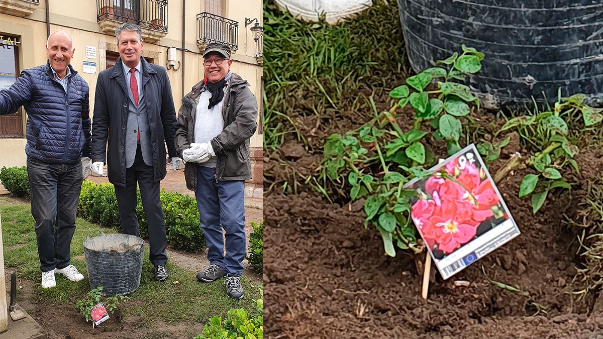 La plantación se ha hecho este lunes. | L.N.C. La plantación se ha hecho este lunes. | L.N.C.