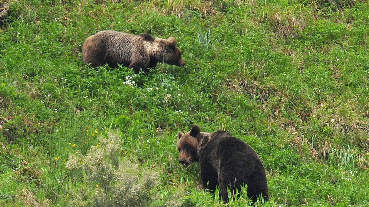 Las poblaciones de oso están en el Bierzo desde hace una década.