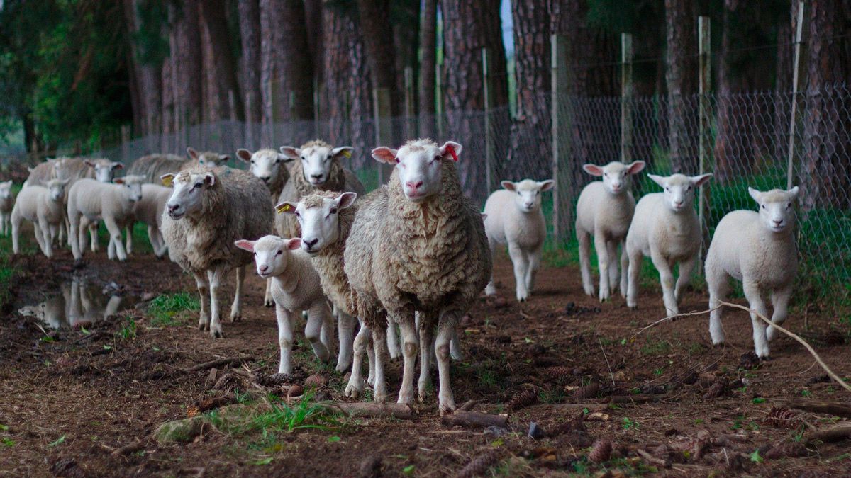 Foto de archivo de un rebaño de ovejas. | L.N.C.