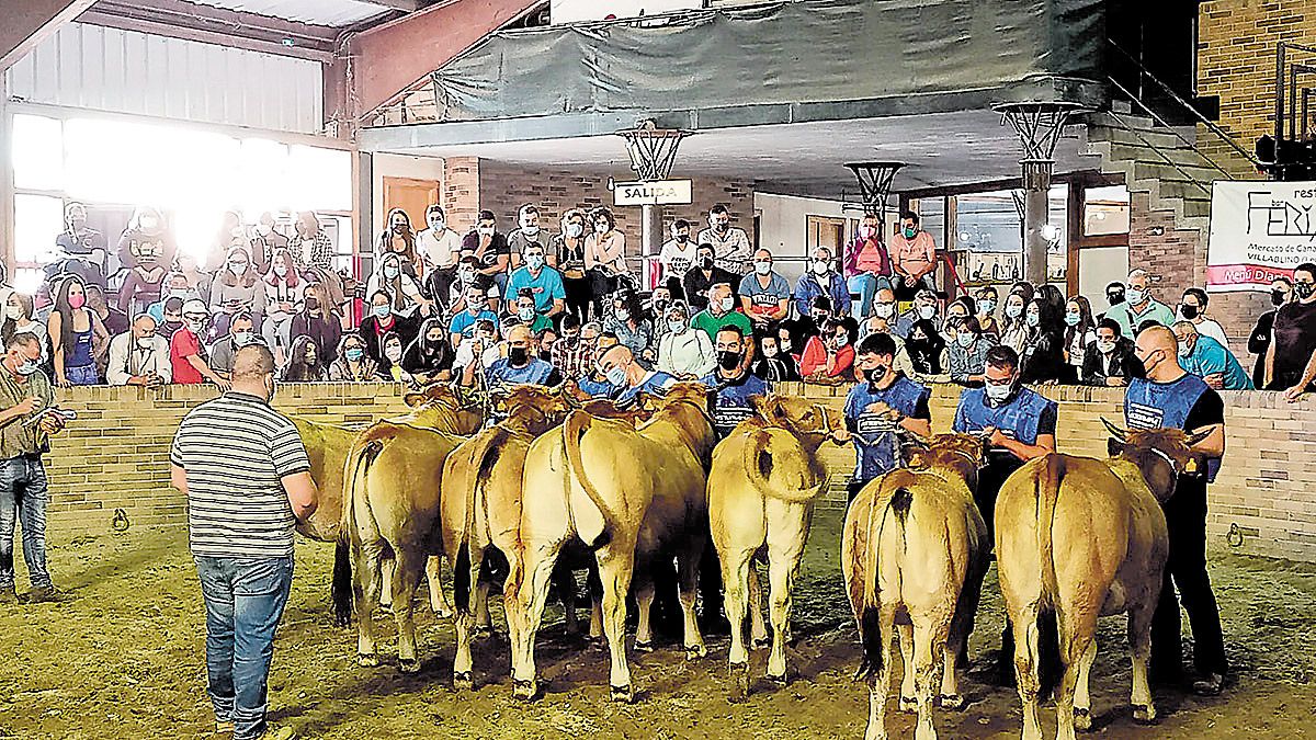 Laciana se convierte otra vez, y ya van 26 ocasiones, en toda una pasarela ganadera de la mano de este certamen. | E. NIÑO