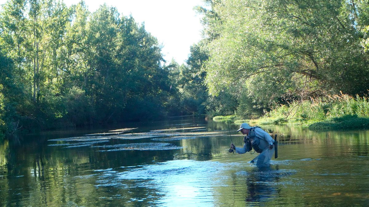 Pescador despidiendo la temporada en el río Esla. | RPN
