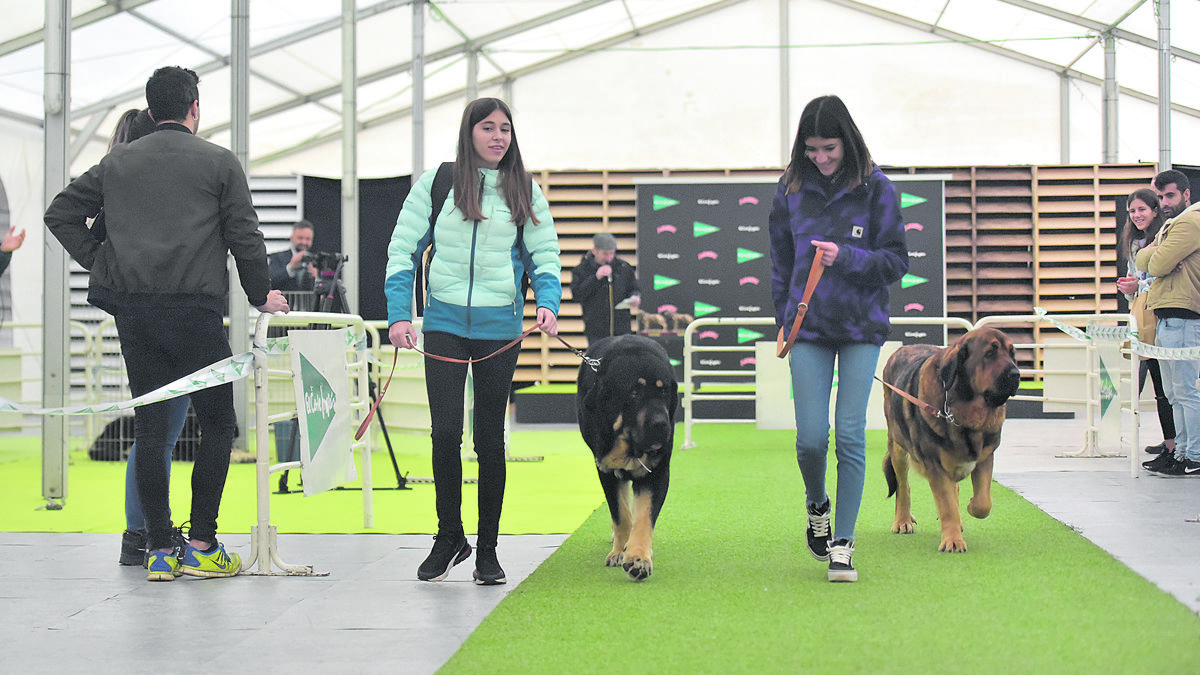 Los perros fueron los grandes protagonistas este sábado en El Corte Inglés de León. | SAÚL ARÉN