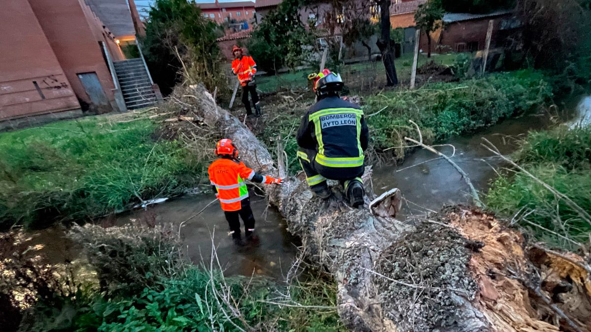 Los bomberos durante la intervención para retirar el árbol. | BOMBEROS AYTO. LEÓN Los bomberos durante la intervención para retirar el árbol. | BOMBEROS AYTO. LEÓN