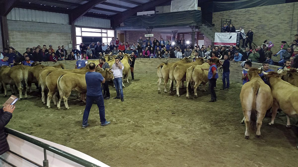 El recinto ferial Las Rozas acogió este fin de semana el XXVI Certamen provincial Asturiana de los Valles. | L.N.C.