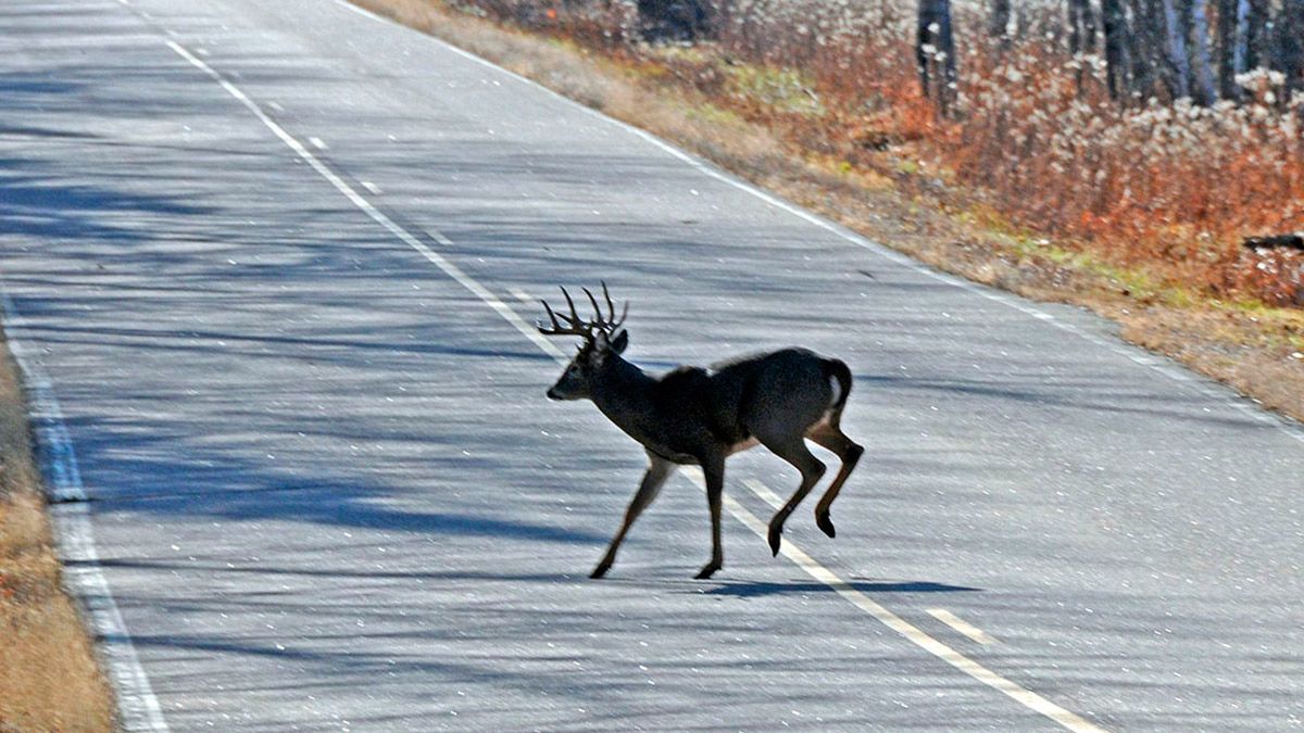 Corzos y jabalíes sorprenden habitualmente a los conductores leoneses. | L.N.C.