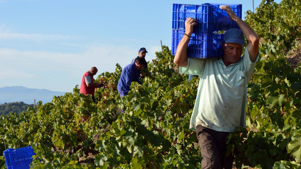 Varios trabajadores recogen uvas en uno de los viñedos del Bierzo, en esta pasada campaña. | César Sánchez (Ical)