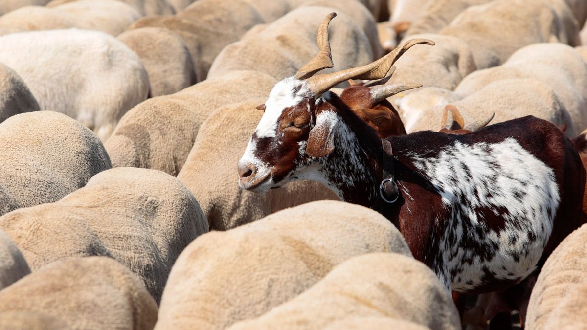 Imagen de archivo de una cabra entre un rebaño de ovejas. | ICAL