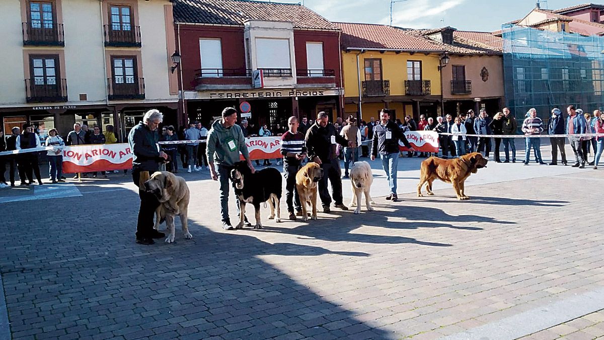 Mansilla de las Mulas puso el broche de oro al Campeonato de Mastín 2022 de León, que celebrará su entrega final de premios en la Diputación. | L.N.C.