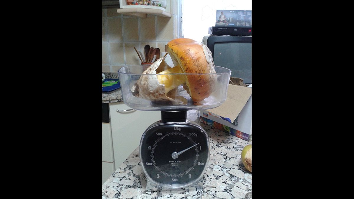 Los aficionados Fernando Bandera y Arlen Bandera encontraron el pasado puente de El Pilar en las inmedicaciones de Boñar esta espectacular amanita cesárea de 850 gramos. Los aficionados Fernando Bandera y Arlen Bandera encontraron el pasado puente de El Pilar en las inmedicaciones de Boñar esta espectacular amanita cesárea de 850 gramos.