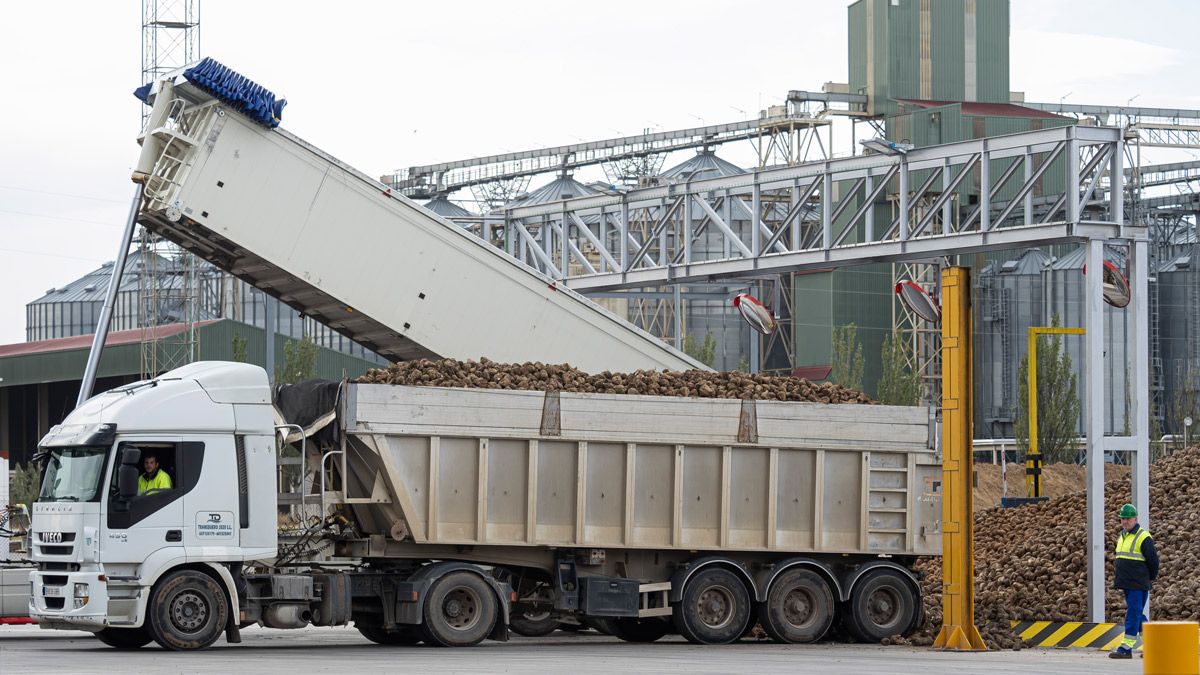 Recepción de remolacha en la planta de Acor en Olmedo. | L.N.C.