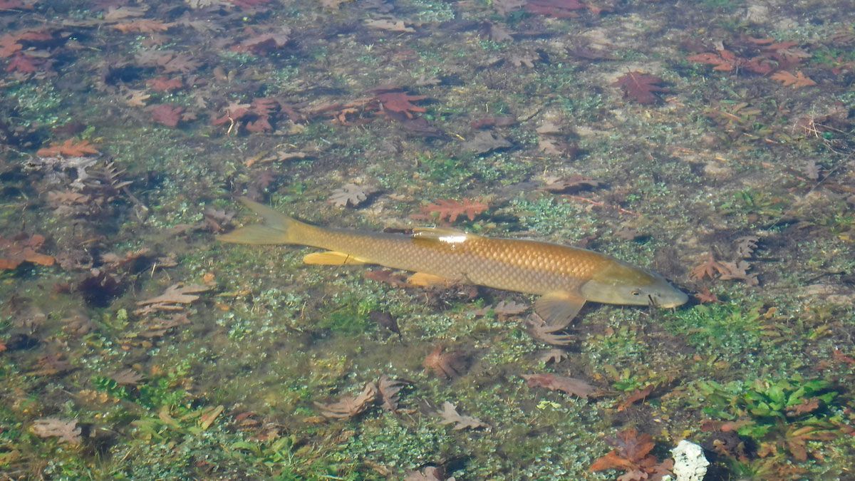 Barbo en el río Esla buscando alimento por el fondo. | RPN