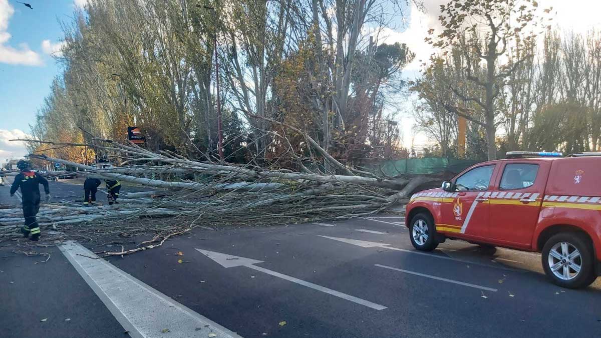 caida-arbol-leon-17112022.jpg