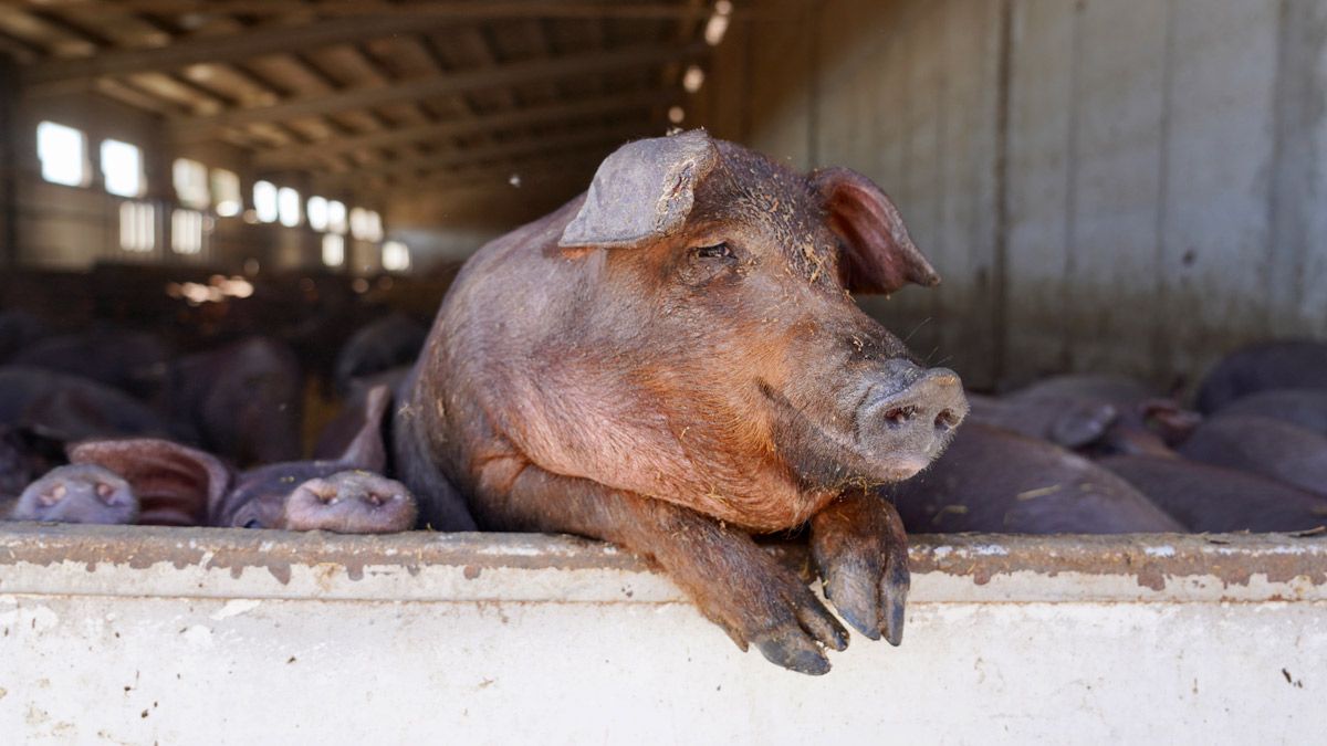 La carne de porcino es uno de los alimentos leoneses que más triunfan en los mercados internacionales. | ICAL