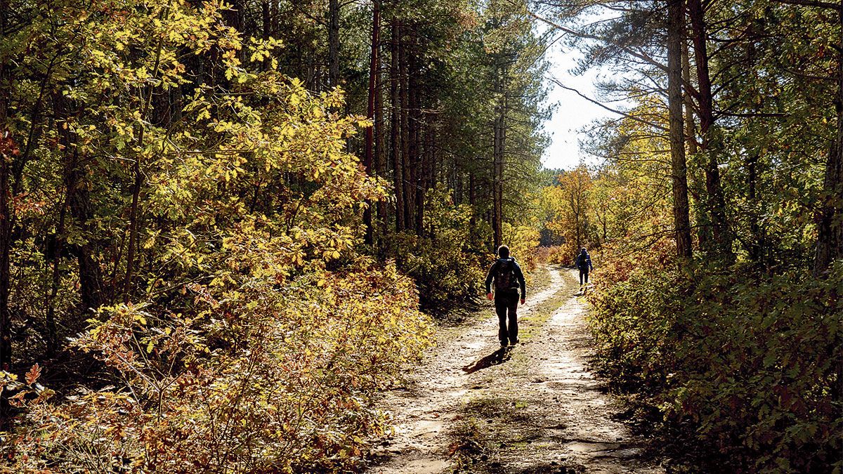 Los pinos y los robles coexisten a lo largo de la ruta. | VICENTE GARCÍA