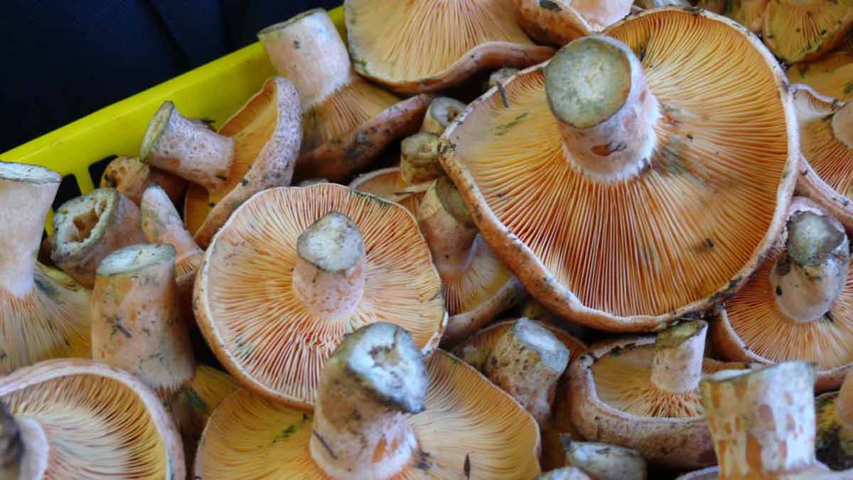 El objetivo es conocer mejor las setas que crecen en el entorno.
