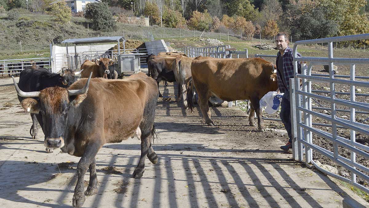 Vaca mantequera leonesa ‘típica’, la que ahora mismo se ha puesto de actualidad ante la inclusión de su raza en el catálogo oficial. | F. FERNÁNDEZ