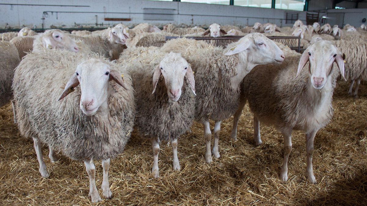 Explotación de ovino de leche en la provincia de León. | T. G.