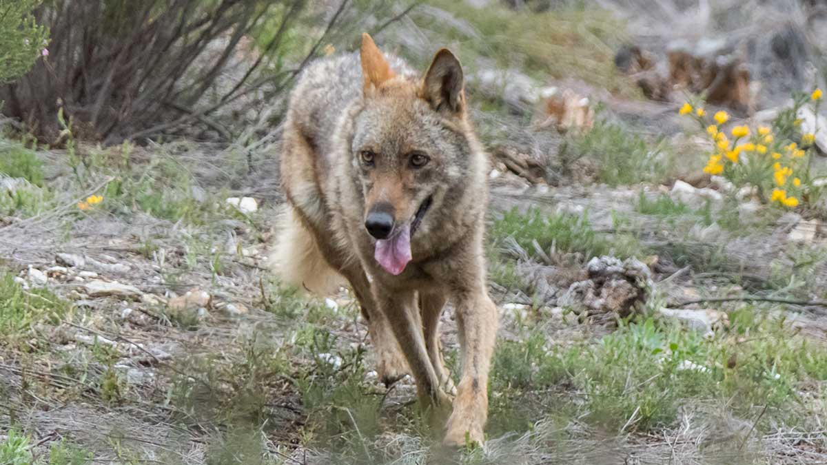 Las nuevas normativas en relación a las poblaciones de lobo continúan creando controversia. | ICAL