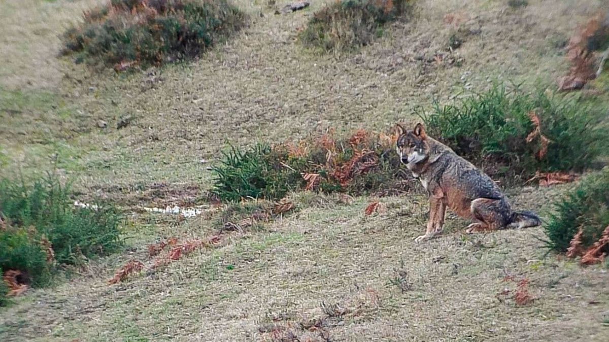 Imagen de un lobo captada por los investigadores. | CSIC
