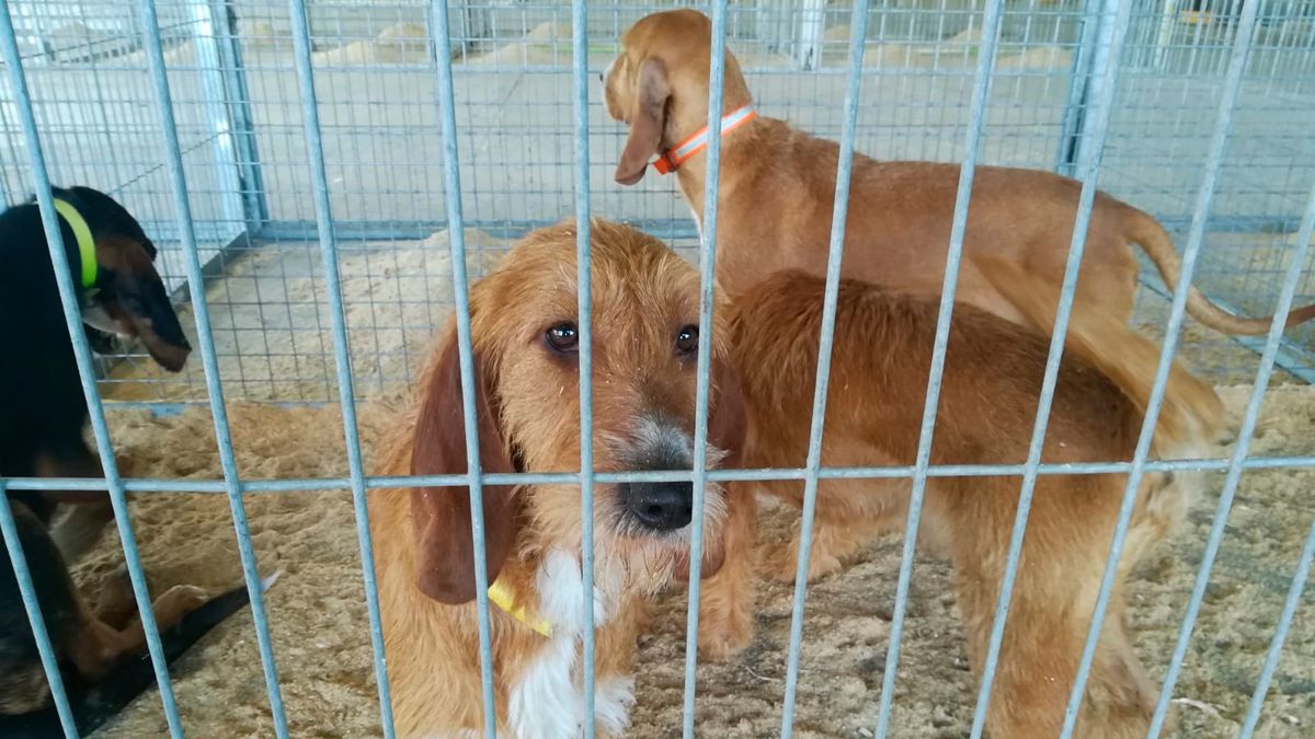 La intención es concienciar sobre el abandono y la adopción de mascotas. | M.I. La intención es concienciar sobre el abandono y la adopción de mascotas. | M.I.